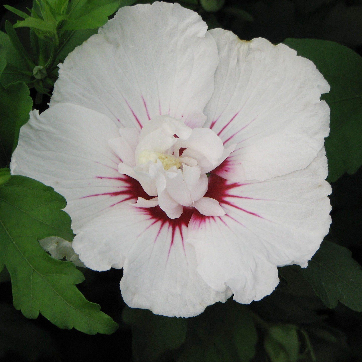 Hibiscus Syriacus Bali - View 7 from www redcrocus com