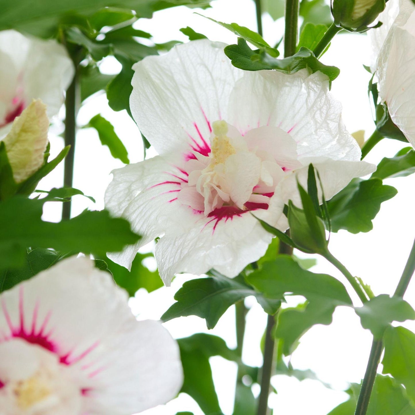 Hibiscus Syriacus Bali - View 8 from www redcrocus com