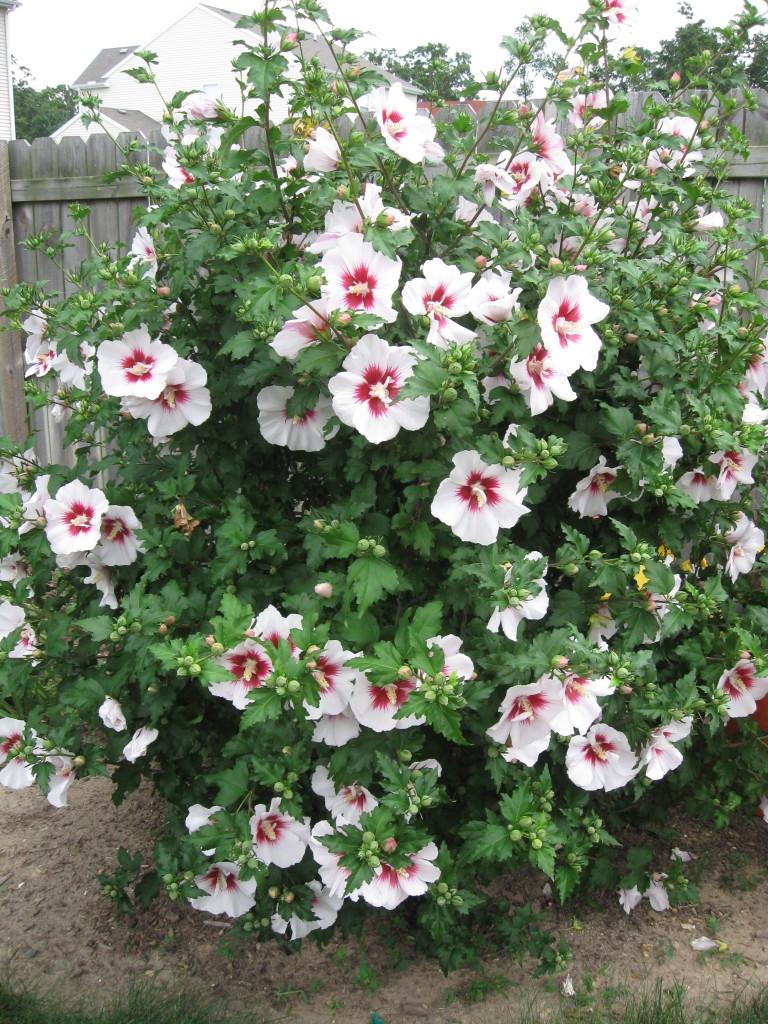 Hibiscus Syriacus Bali - View 9 from www redcrocus com