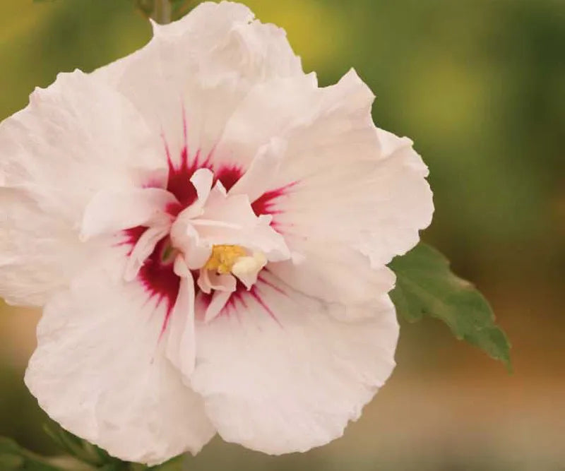 Hibiscus Syriacus Bali - View 9 from www redcrocus com