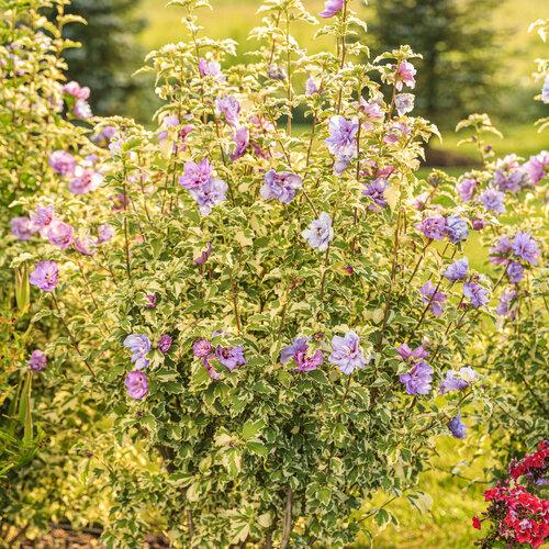 Hibiscus Syriacus Sugar Tip - View 18 from www redcrocus com
