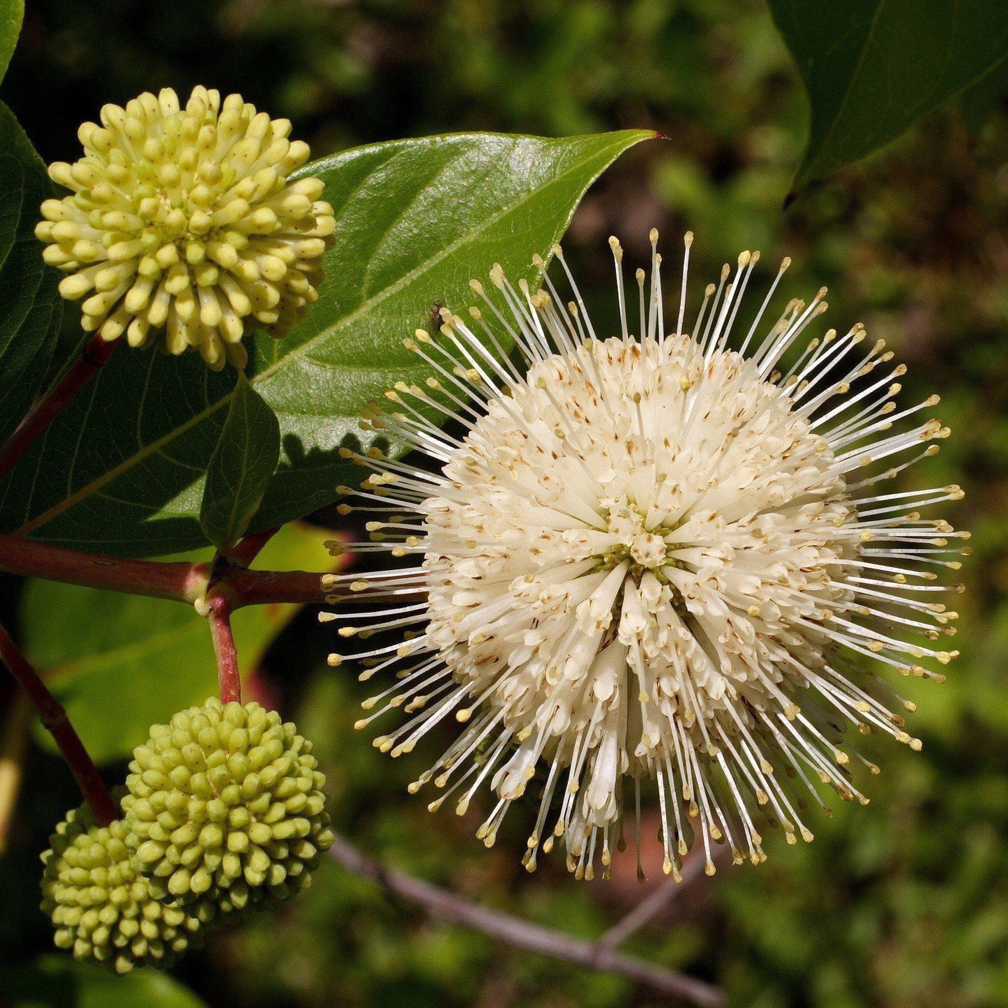 Cephalanthus Occidentalis 'fiber Optics' - View 13 from www redcrocus com