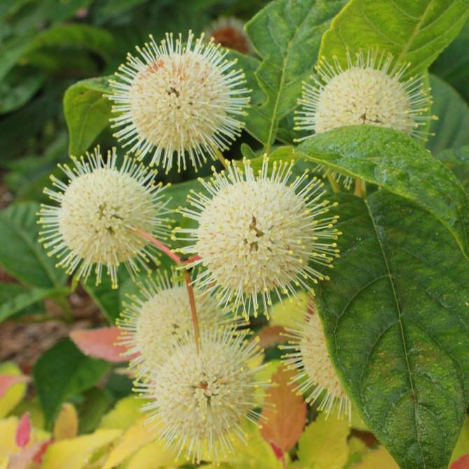 Cephalanthus Occidentalis 'fiber Optics' - View 15 from www redcrocus com