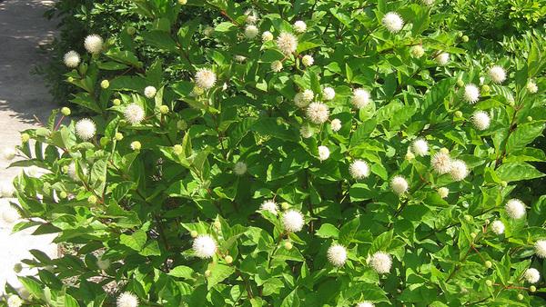 Cephalanthus Occidentalis 'fiber Optics' - View 16 from www redcrocus com