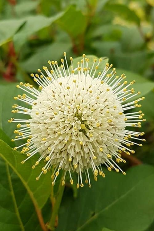 Cephalanthus Occidentalis 'fiber Optics' - View 2 from www redcrocus com