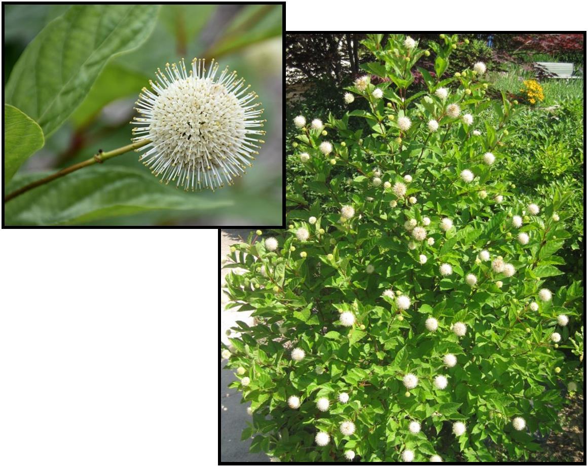 Cephalanthus Occidentalis 'fiber Optics' - View 4 from www redcrocus com