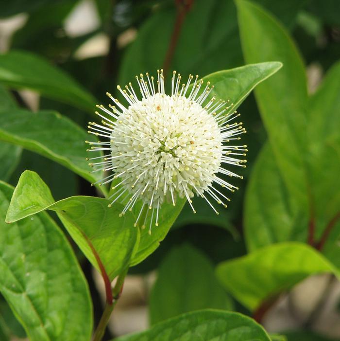 Cephalanthus Occidentalis 'fiber Optics' - View 6 from www redcrocus com