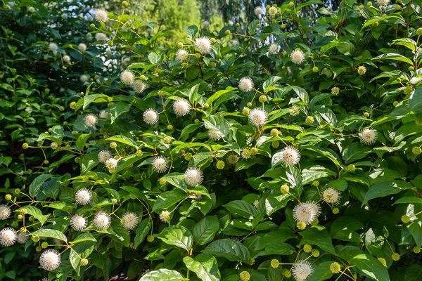Cephalanthus Occidentalis 'fiber Optics' - View 7 from www redcrocus com
