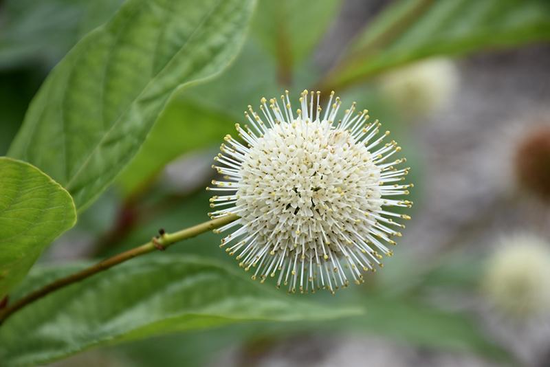 Cephalanthus Occidentalis 'fiber Optics' - View 9 from www redcrocus com
