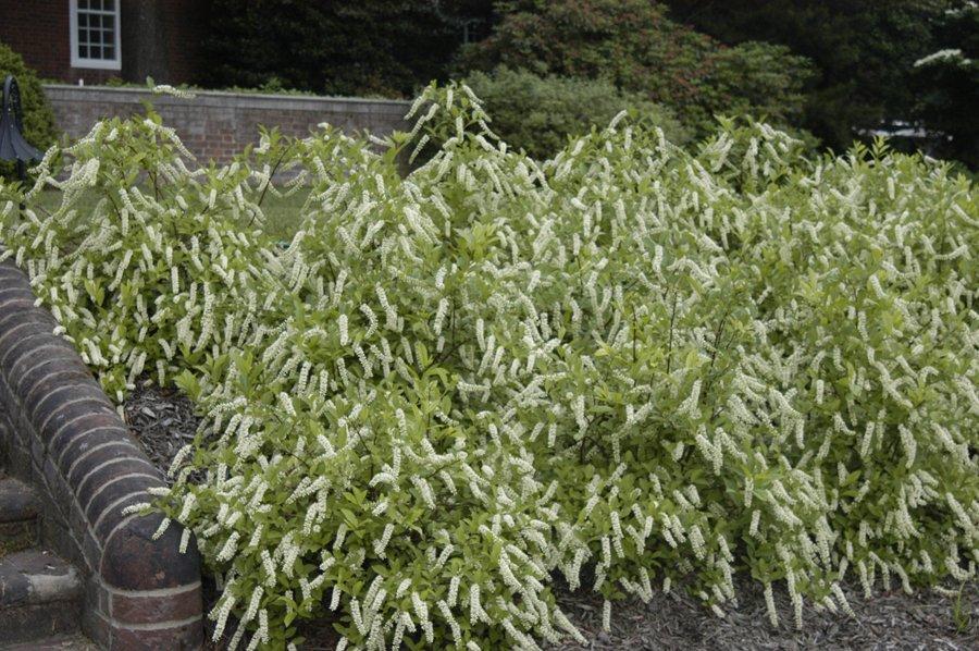 Itea Virginica 'little Henry' - View 17 from www redcrocus com
