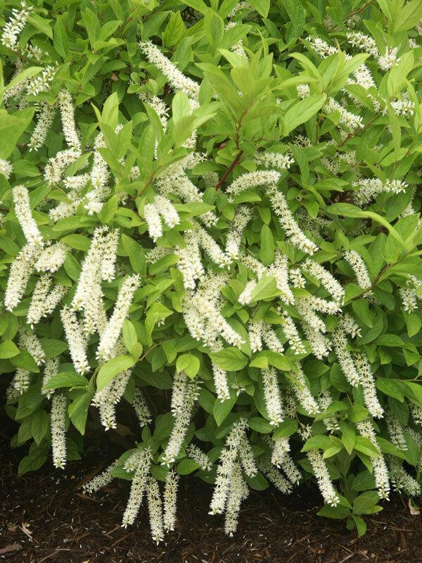 Itea Virginica 'little Henry' - View 2 from www redcrocus com