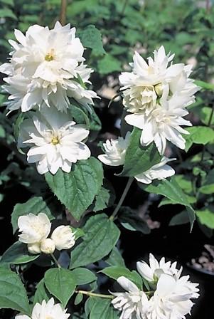 Philadelphus Virginalis Minnesota Snowflake - View 10 from www redcrocus com