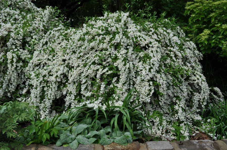 Philadelphus Virginalis Minnesota Snowflake - View 13 from www redcrocus com