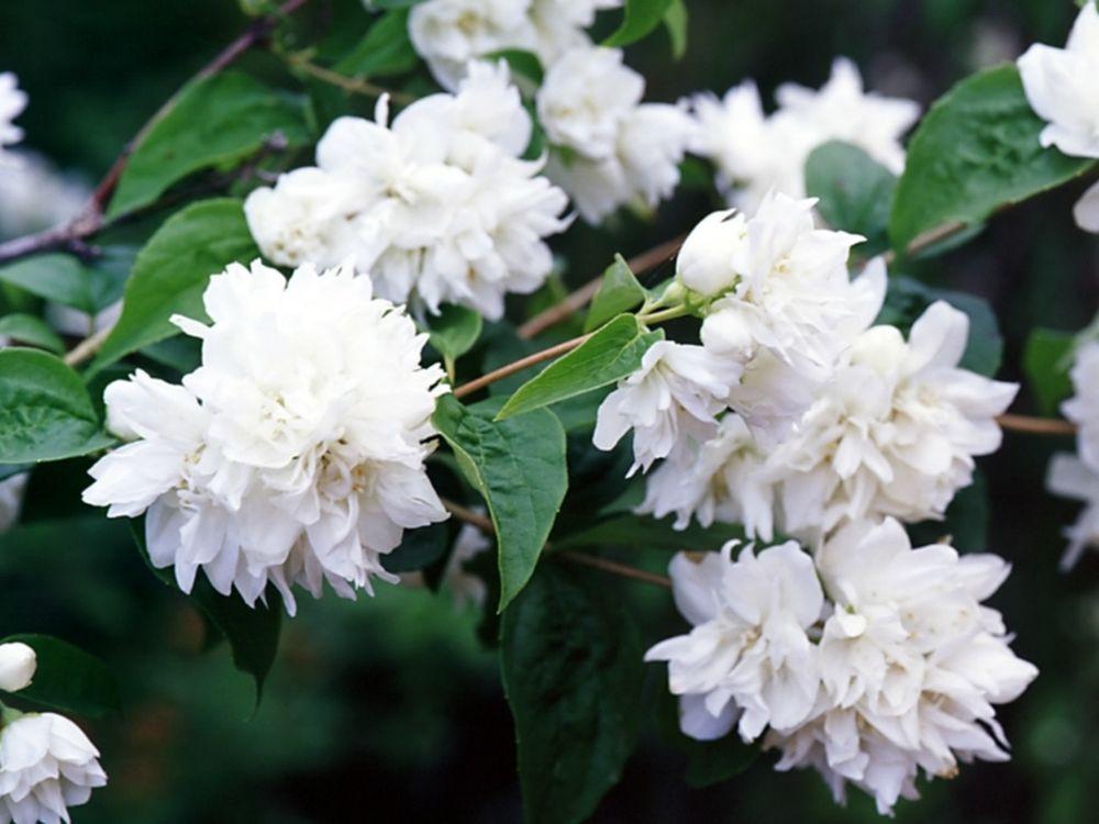 Philadelphus Virginalis Minnesota Snowflake - View 3 from www redcrocus com