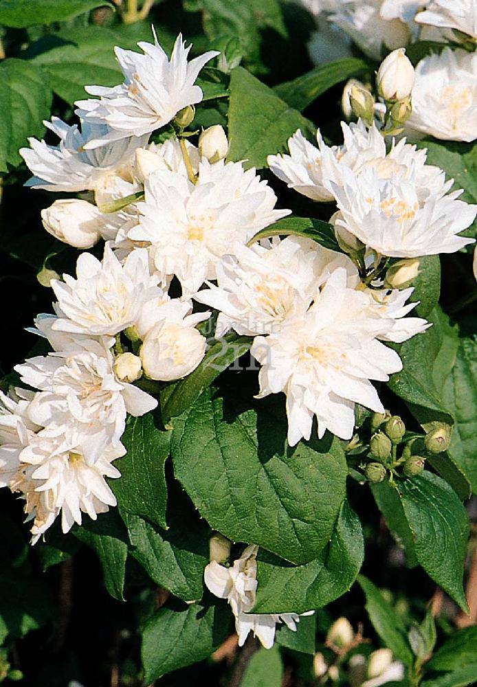 Philadelphus Virginalis Minnesota Snowflake - View 4 from www redcrocus com