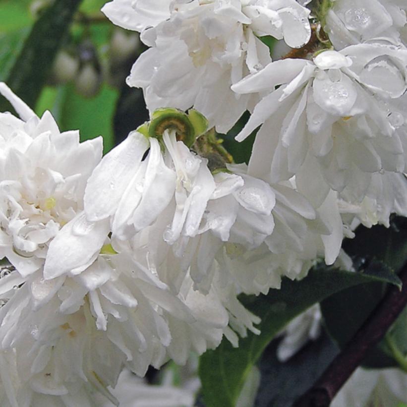 Philadelphus Virginalis Minnesota Snowflake - View 7 from www redcrocus com