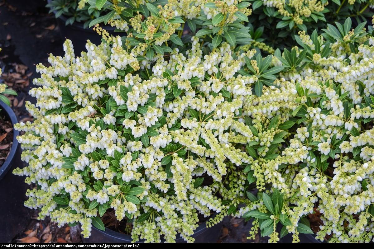 Pieris Japonica Prelude - View 10 from www redcrocus com