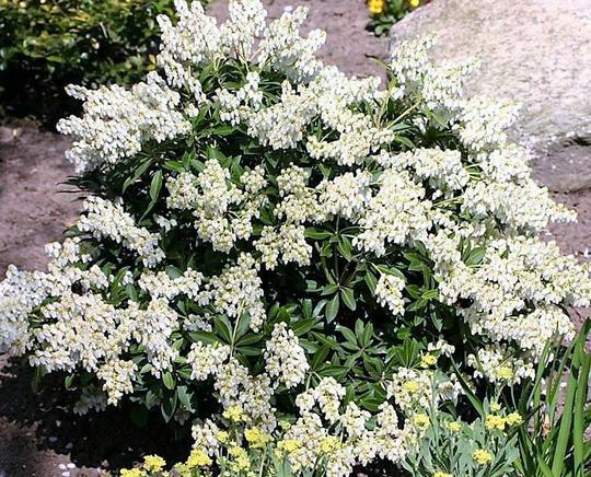Pieris Japonica Prelude - View 3 from www redcrocus com