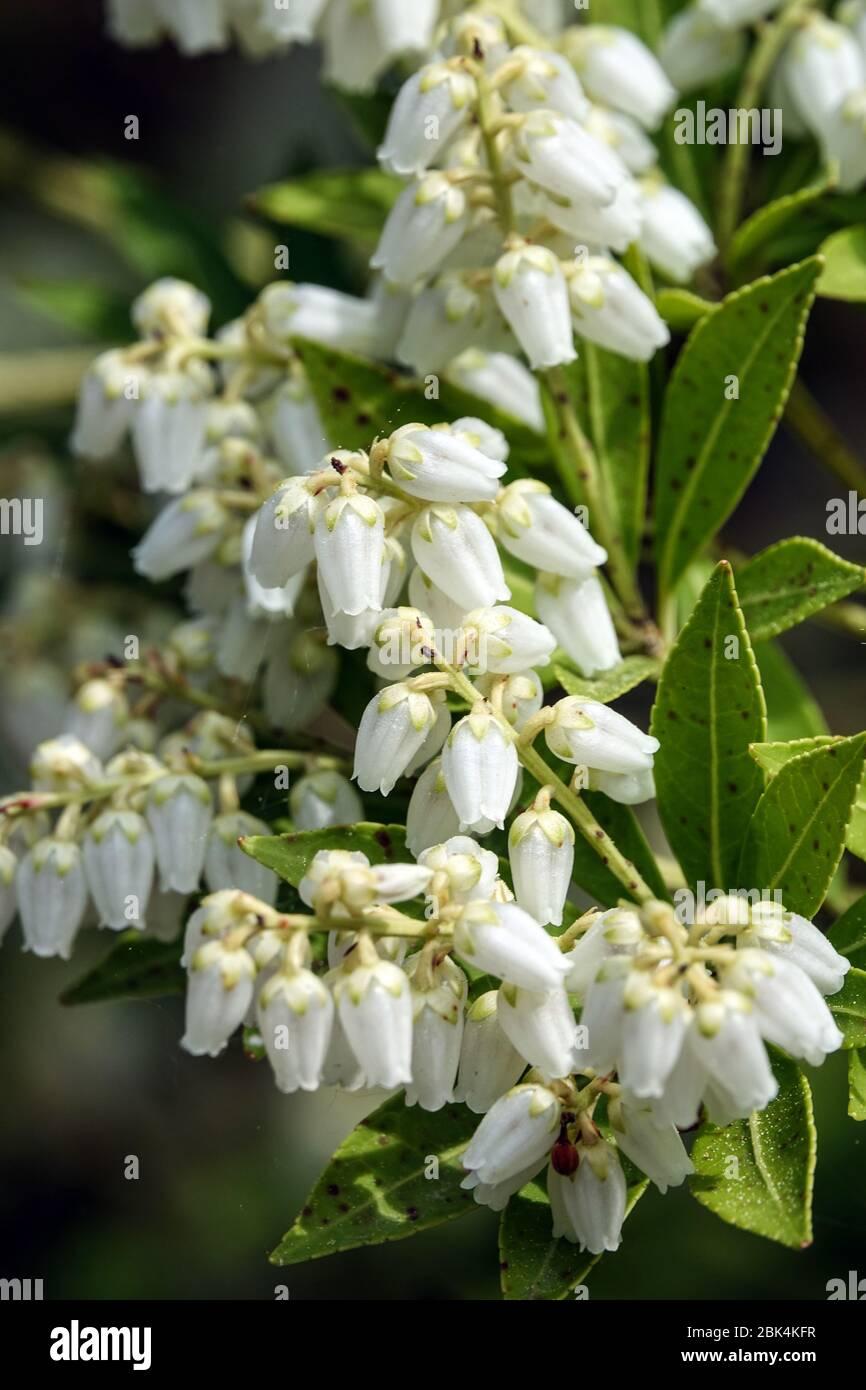 Pieris Japonica Prelude - View 6 from www redcrocus com