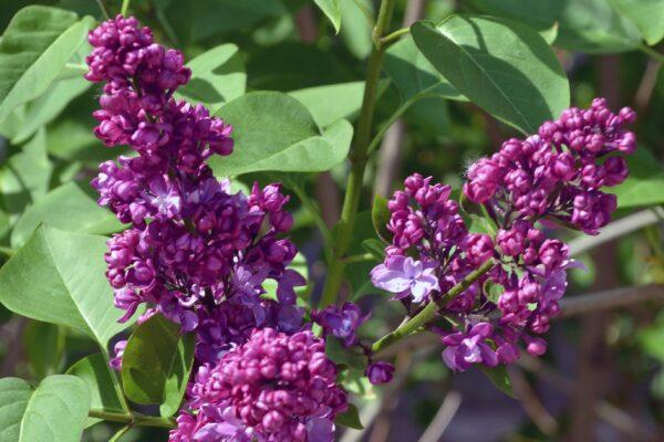 Syringa Vulgaris - View 3 from www redcrocus com