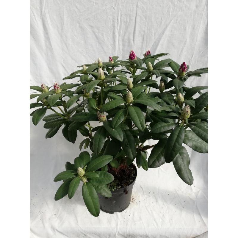 Rhododendron Ashley Force - View 14 from www redcrocus com