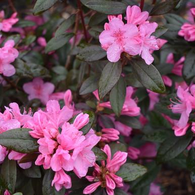 Rhododendron Ashley Force - View 16 from www redcrocus com