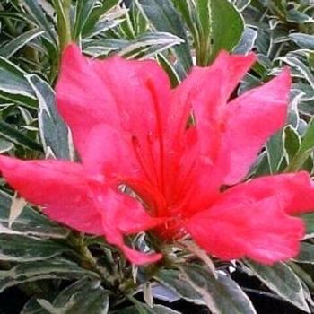 Rhododendron Ashley Force - View 17 from www redcrocus com
