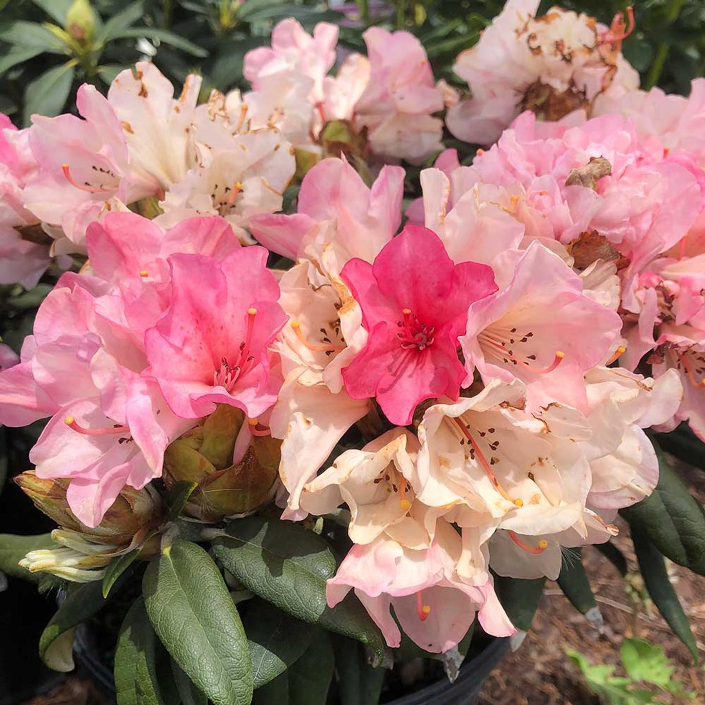 Rhododendron Ashley Force - View 19 from www redcrocus com
