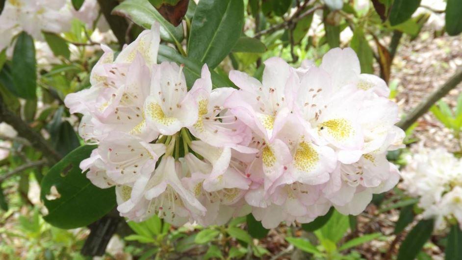 Rhododendron Ashley Force - View 7 from www redcrocus com