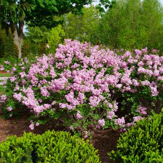 Syringa Bloomerang Purpink - View 10 from www redcrocus com