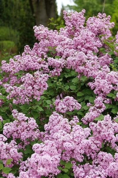 Syringa Bloomerang Purpink - View 11 from www redcrocus com