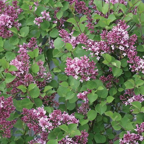 Syringa Bloomerang Purpink - View 13 from www redcrocus com