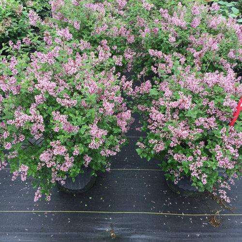 Syringa Bloomerang Purpink - View 15 from www redcrocus com