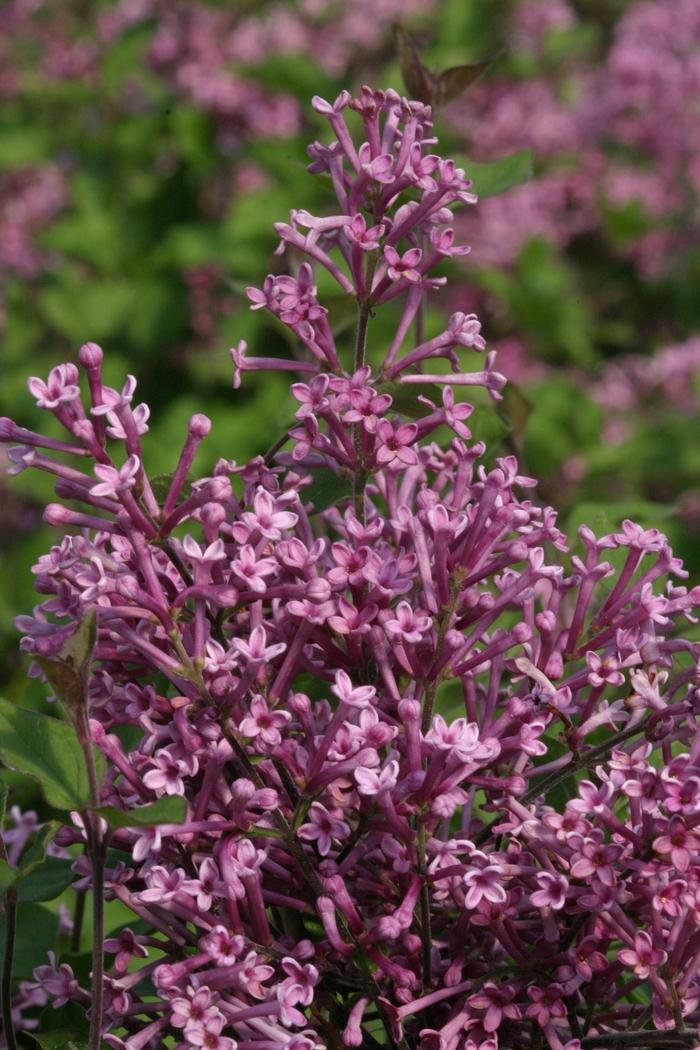 Syringa Bloomerang Purpink - View 19 from www redcrocus com