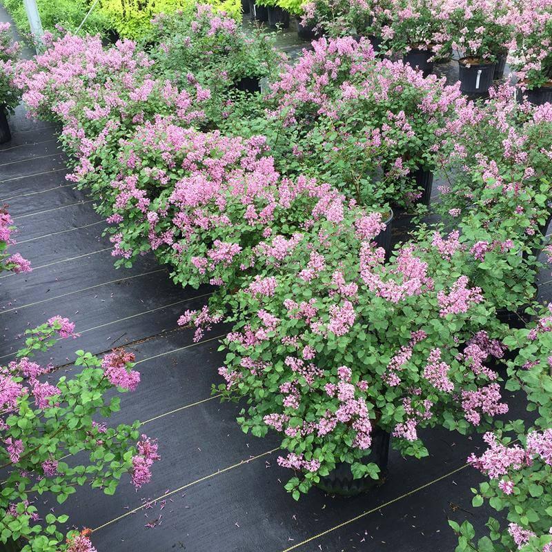 Syringa Bloomerang Purpink - View 20 from www redcrocus com