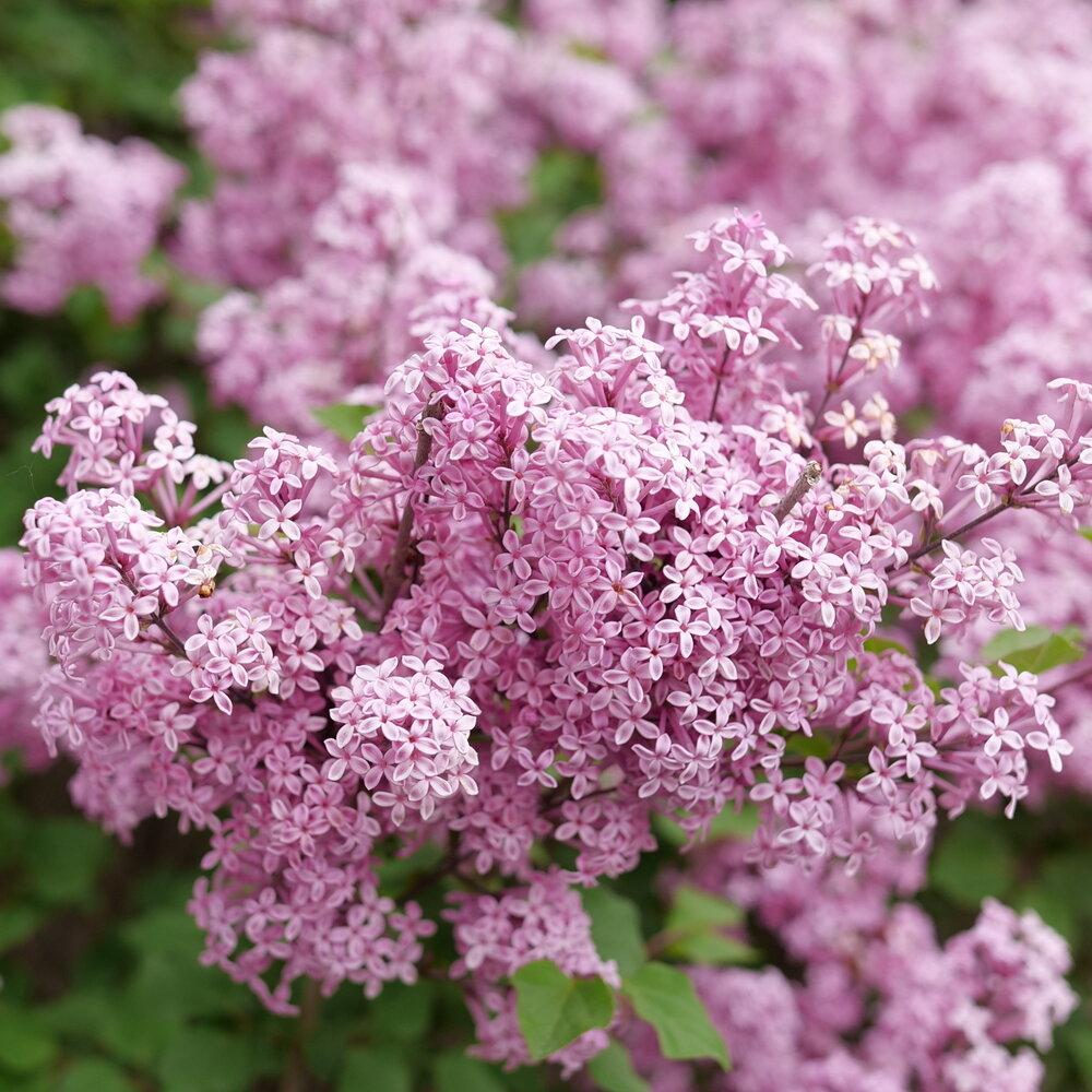 Syringa Bloomerang Purpink - View 2 from www redcrocus com