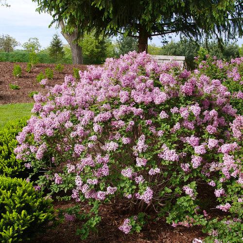 Syringa Bloomerang Purpink - View 3 from www redcrocus com