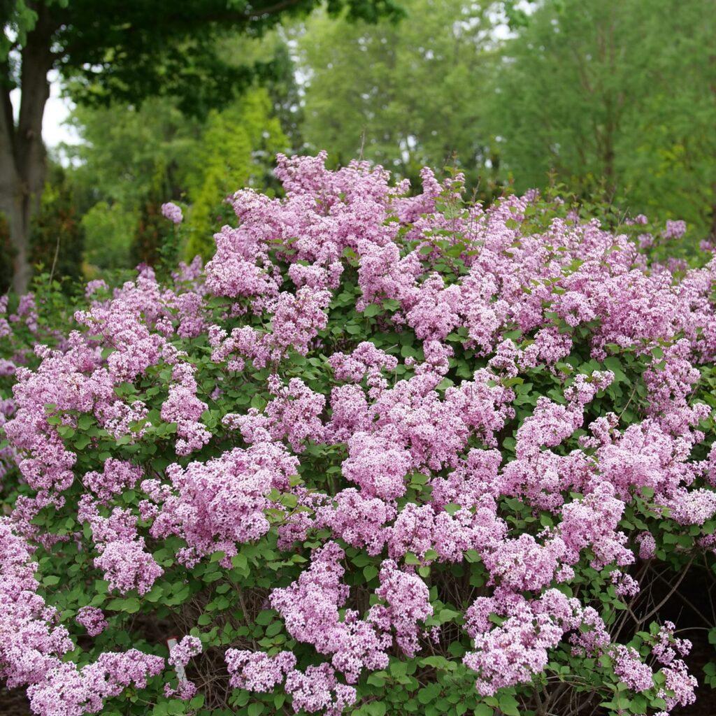 Syringa Bloomerang Purpink - View 4 from www redcrocus com