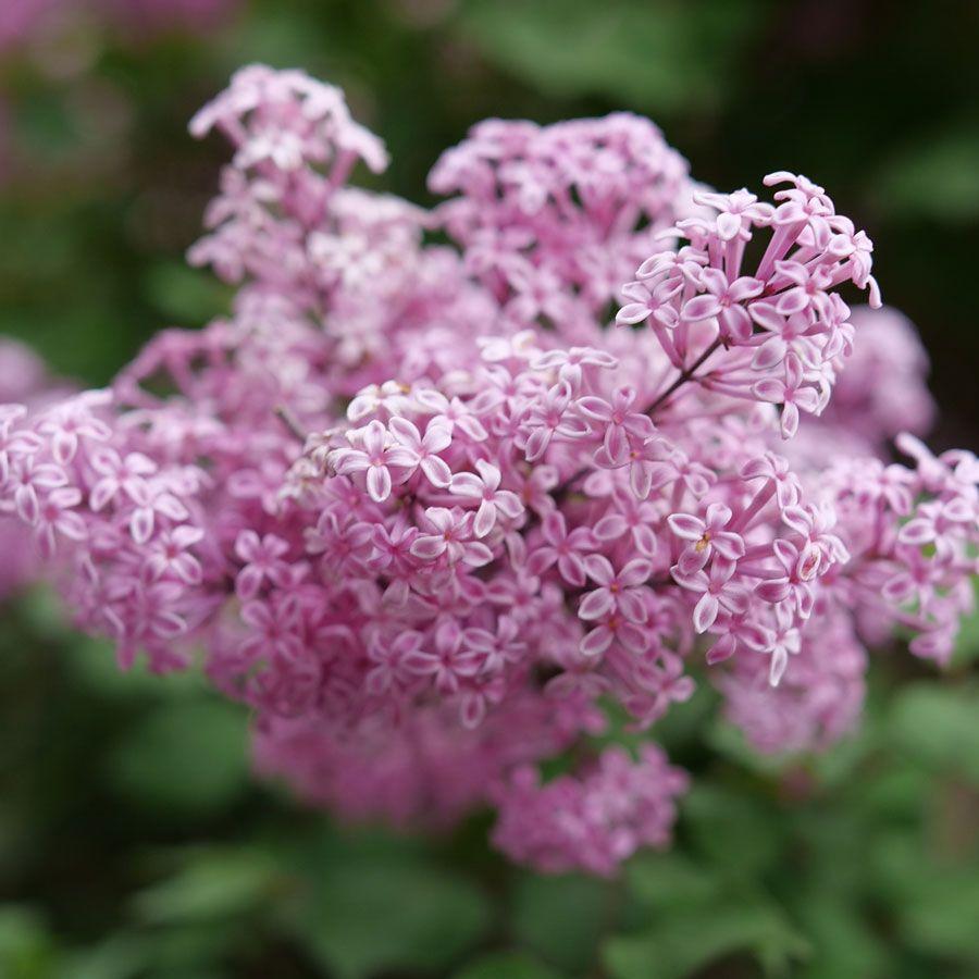 Syringa Bloomerang Purpink - View 6 from www redcrocus com