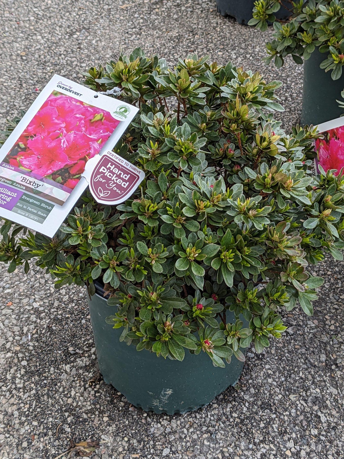 Azalea Bixby - View 11 from www redcrocus com