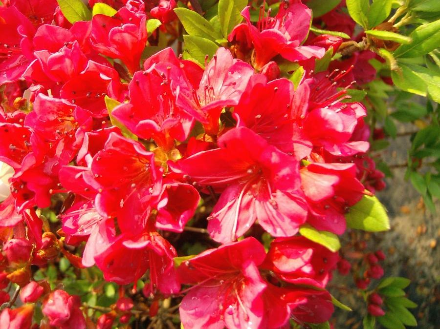 Azalea Bixby - View 12 from www redcrocus com