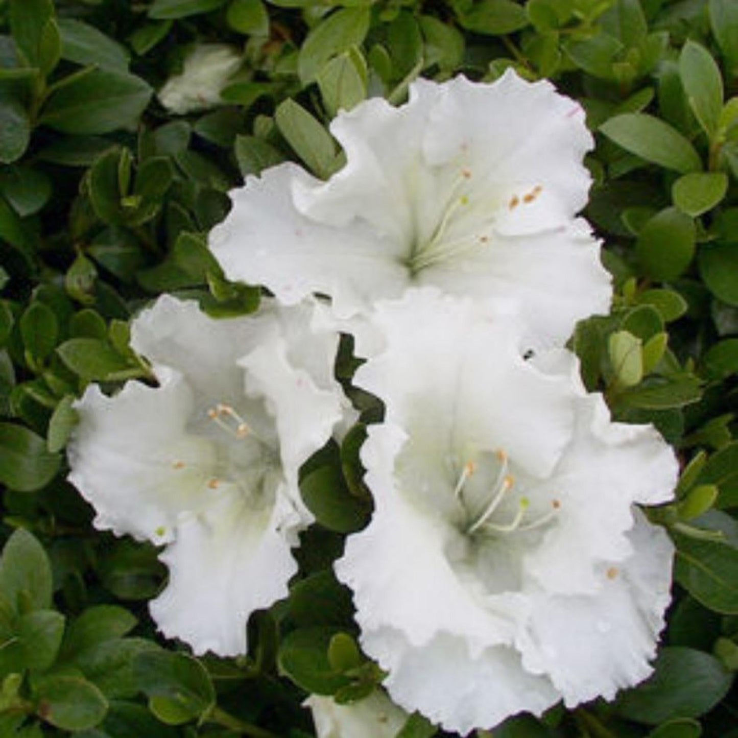 Azalea Bixby - View 13 from www redcrocus com