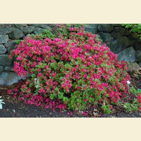 Azalea Bixby - View 14 from www redcrocus com