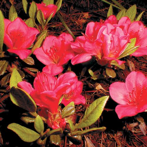 Azalea Bixby - View 15 from www redcrocus com