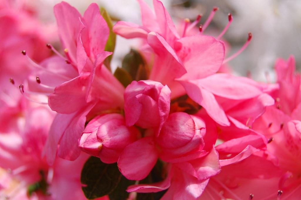 Azalea Bixby - View 17 from www redcrocus com