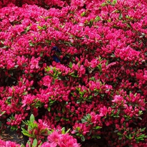 Azalea Bixby - View 18 from www redcrocus com