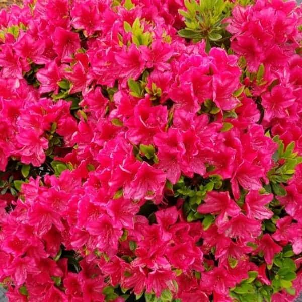 Azalea Bixby - View 2 from www redcrocus com