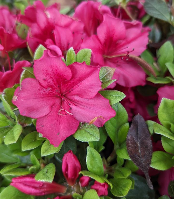 Azalea Bixby - View 3 from www redcrocus com