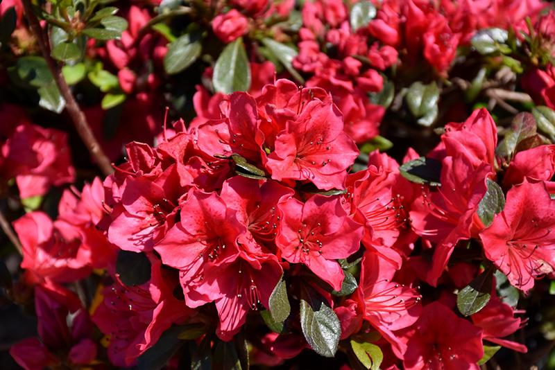 Azalea Bixby - View 4 from www redcrocus com