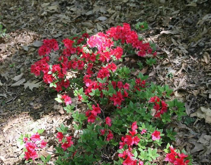 Azalea Bixby - View 5 from www redcrocus com
